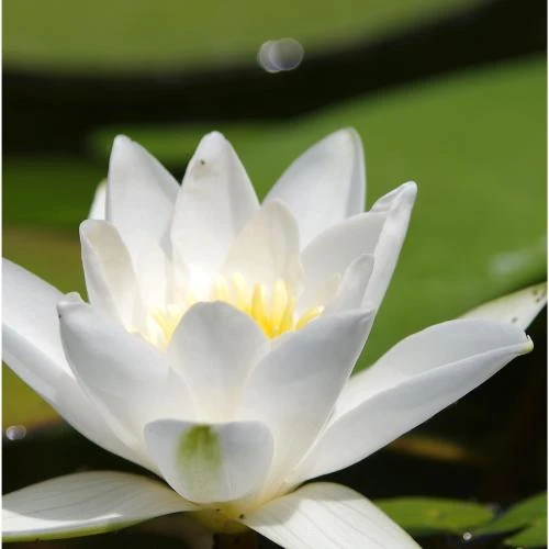 Terapeuta holístico preço consulta Terapeuta holístico preço consulta