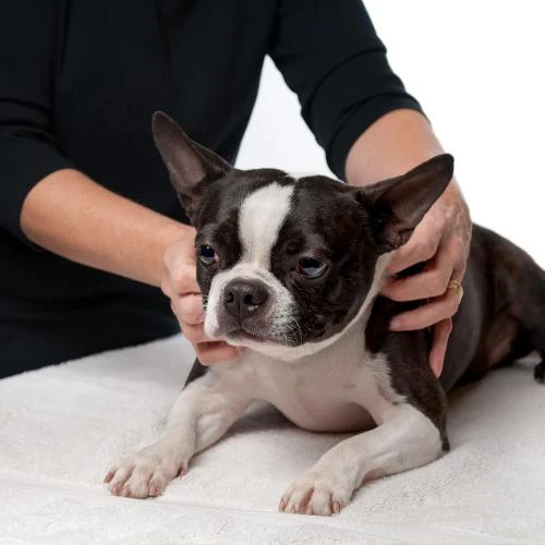 Terapia holística e cuidados com animais Terapia holística e cuidados com animais