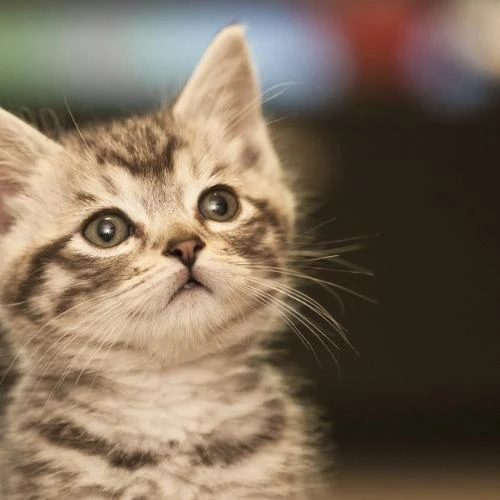 Terapia holística para recuperação de animais Terapia holística para recuperação de animais
