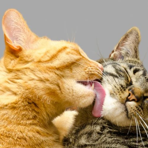 Terapia holística para recuperação de animais Terapia holística para recuperação de animais