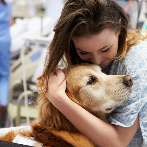 Tratamento holístico para pets Tratamento holístico para pets