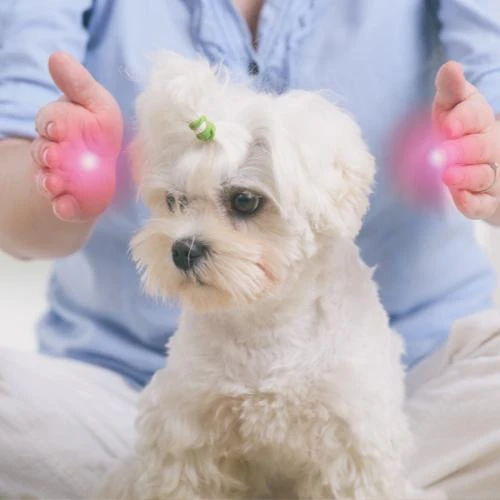 Tratamento holístico para pets Tratamento holístico para pets